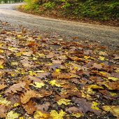 aqua-hot-wash-street-sweeping-wet-leafsl